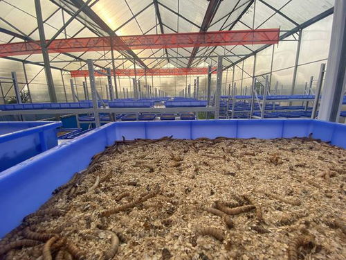 蛋白虫养殖前景怎么样 来看看武汉盛农园农业科技发展公司怎么说