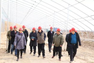 聊城市农科院蔬菜研究室主任赵荷仙应邀参观张鲁镇大棚种植基地